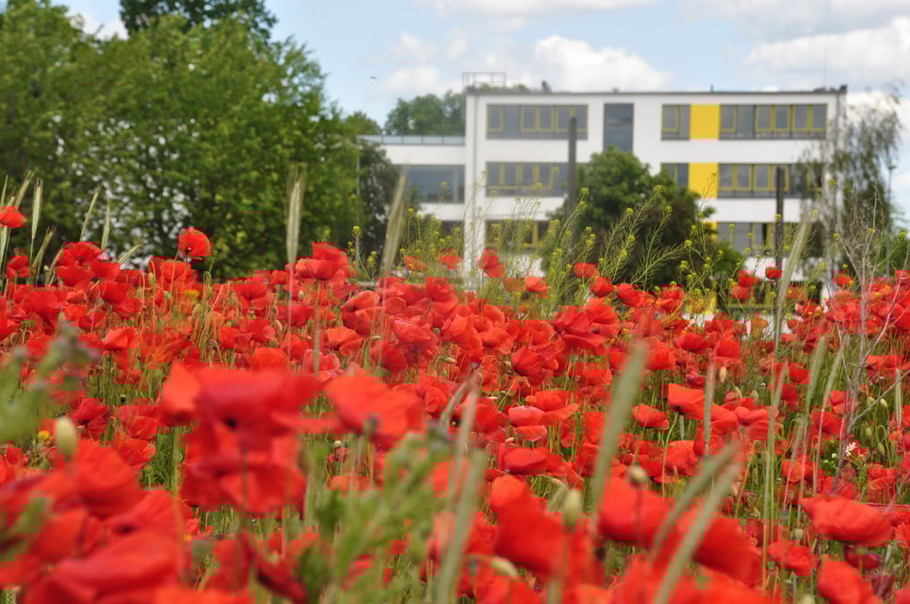 Derzeit blüht am Rande von Diesdorf in Magdeburg der Mohn. Das Gelände wird für den Eigenheimbau erschlossen.