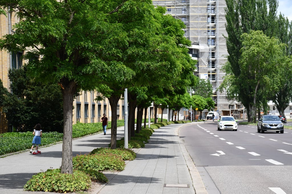 An der Otto-von-Guericke-Straße in der Magdeburger Innenstadt sollen zusätzliche Bäume gepflanzt werden.