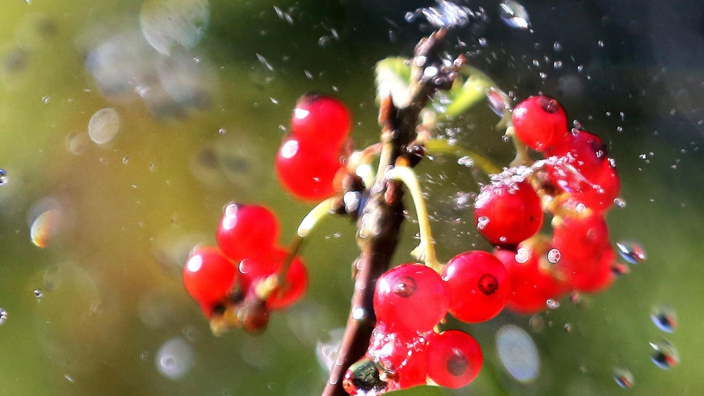 Wasserhaltiges Obst und Gemüse kann bei hohen Temperaturen gegessen werden und eine gute Ergänzung zum Wassertrinken sein.