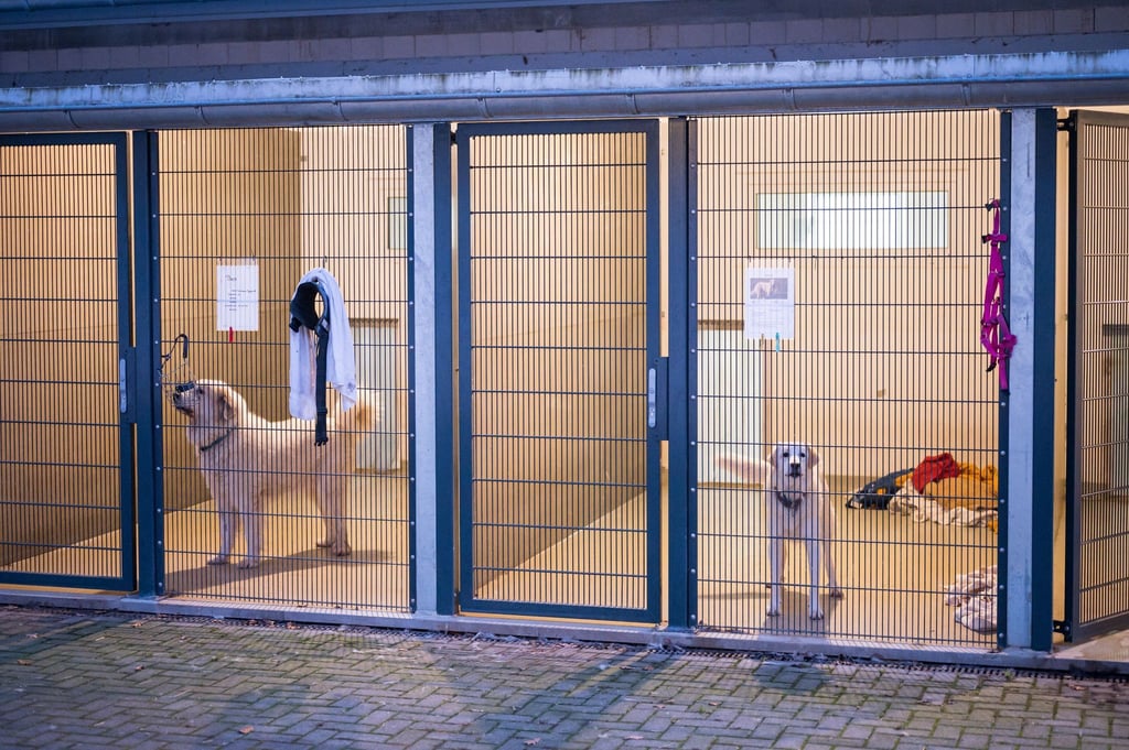 Zwei Hunde im Tierheim Saarbrücken.