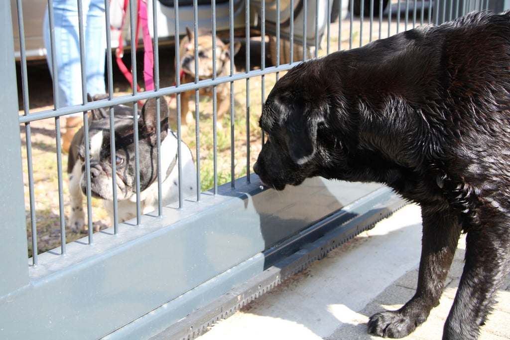 Die französischen Bulldoggen von Barbara Krauß sind in der Hundepension untergekommen. Bislang seien die beiden acht Jahre alten Hündinnen immer mitgekommen, aber eine Woche Südfrankreich sei nun zu heiß für sie.