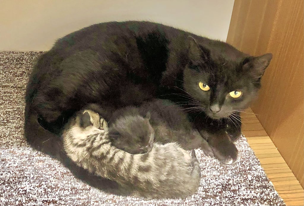 Katzenmutter Iris kam als Streunerin aus Zetzschdorf ins Zeitzer Tierheim. Ihre zwei Babys haben überlebt.