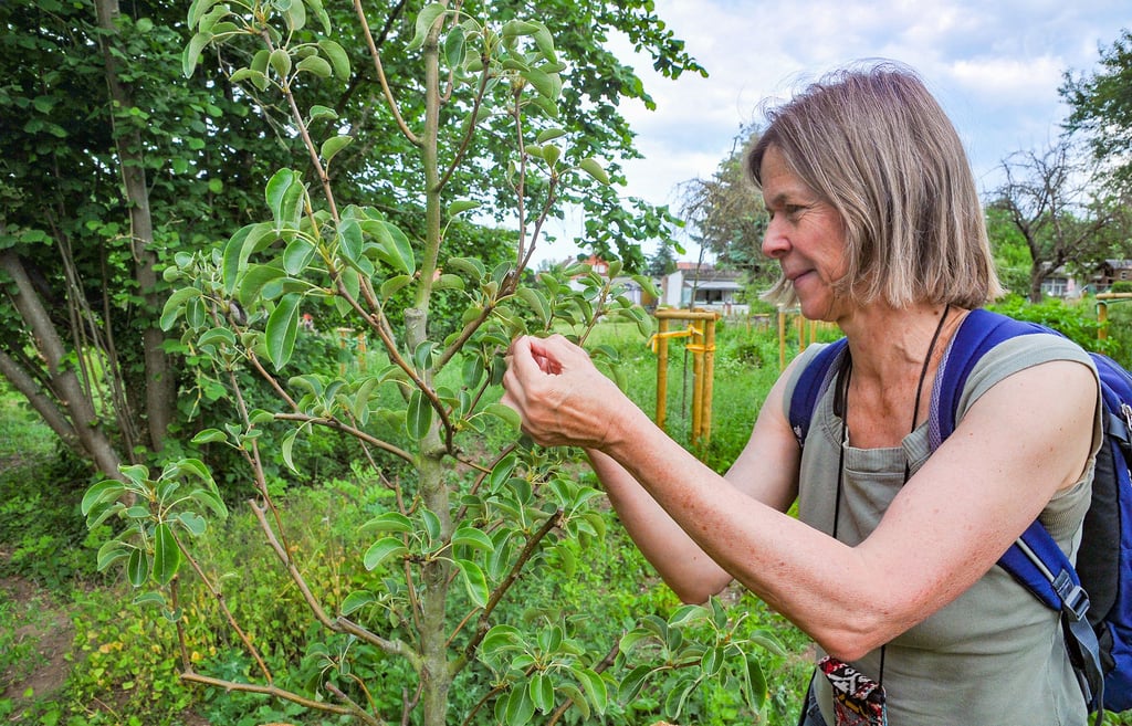 Dagmar Schreiber freut sich, dass fast alle gepflanzten Bäume angewachsen sind. Manche Bäumchen haben sogar schon Früchte angesetzt.