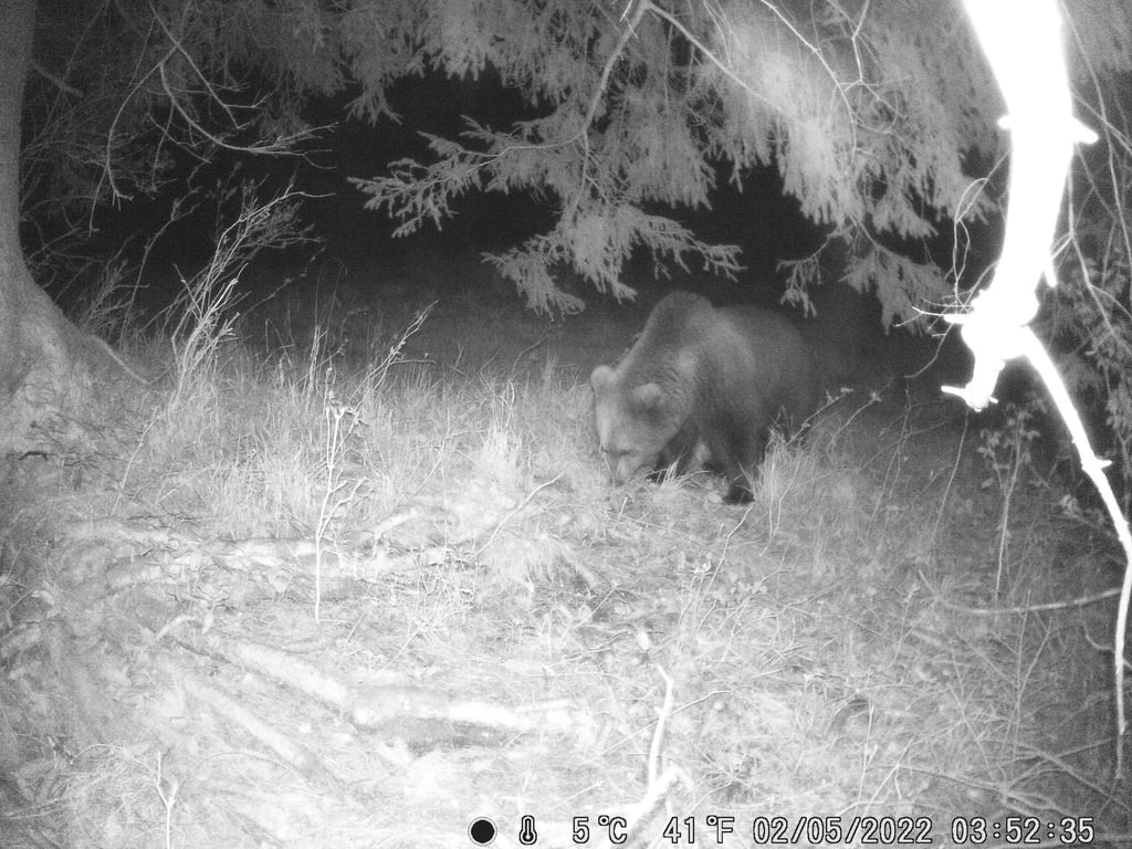 Eine Wildtierkamera hat im Landkreis Garmisch-Partenkirchen einen Braunbären aufgenommen.