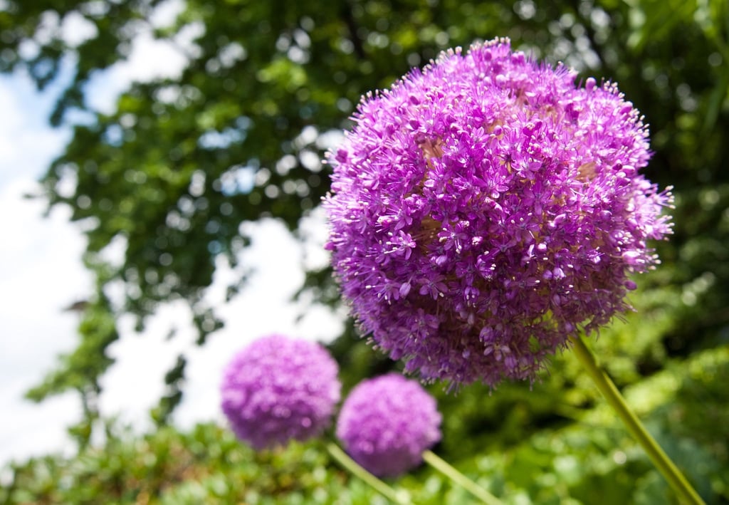 Die schönen Blüten des Zierlauchs sehen oft auch noch gut aus, wenn sie nicht mehr wie hier in voller Blüte stehen.