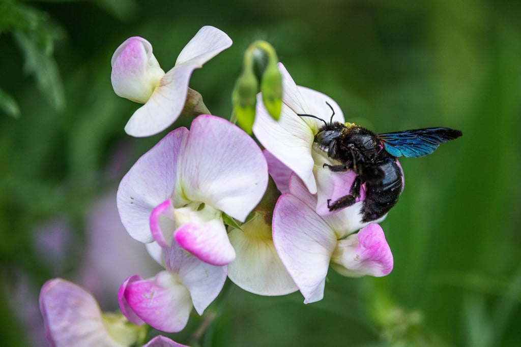 Die blauschwarze Holzbiene (Xylocopa violacea) ist zum Gartentier des Jahres 2022 gewählt worden.