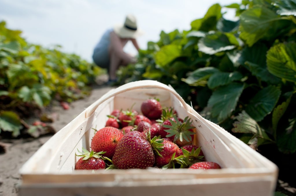 In der Landwirtschaft gelten bei Ferienjobs für Jugendliche Sonderregeln.