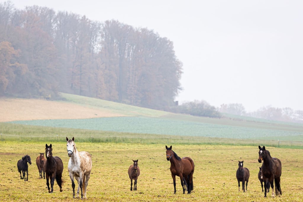 Pferde auf einer Wiese. Wenn ihr Tier einen anderen Reiter abwirft, müssen Pferdebesitzer für die Behandlungskosten aufkommen.