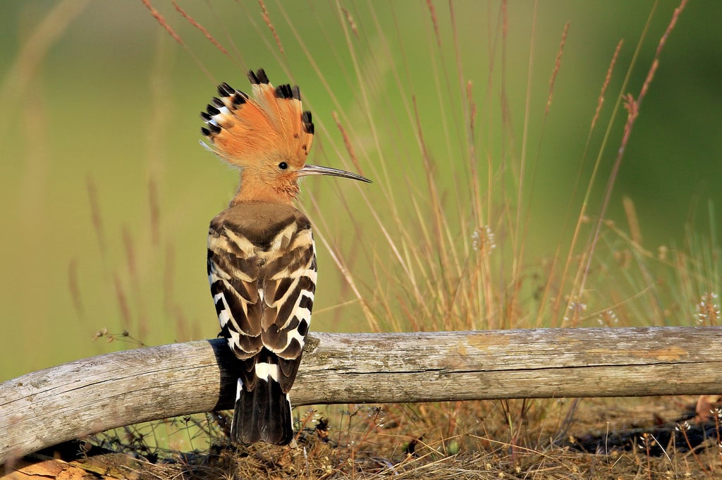Der Wiedehopf ist Vogel des Jahres 2022. Im Biosphärenreservat Mittelelbe gibt es bedeutende Vorkommen.