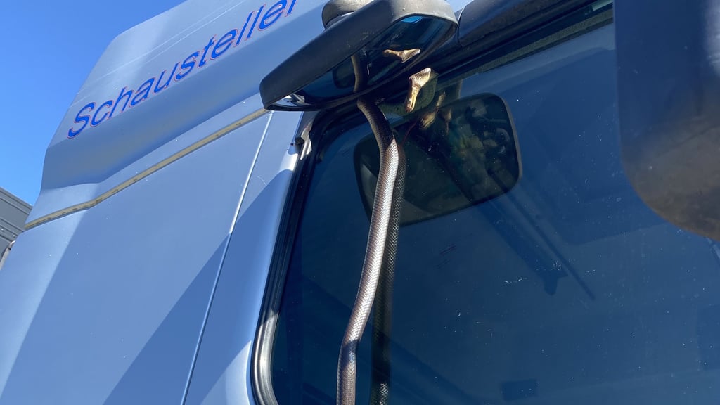 Eine gut 1,5 Meter lange Schlange hängt an der Beifahrertür eines Lkw. Der Fahrer alarmierte daraufhin Polizei