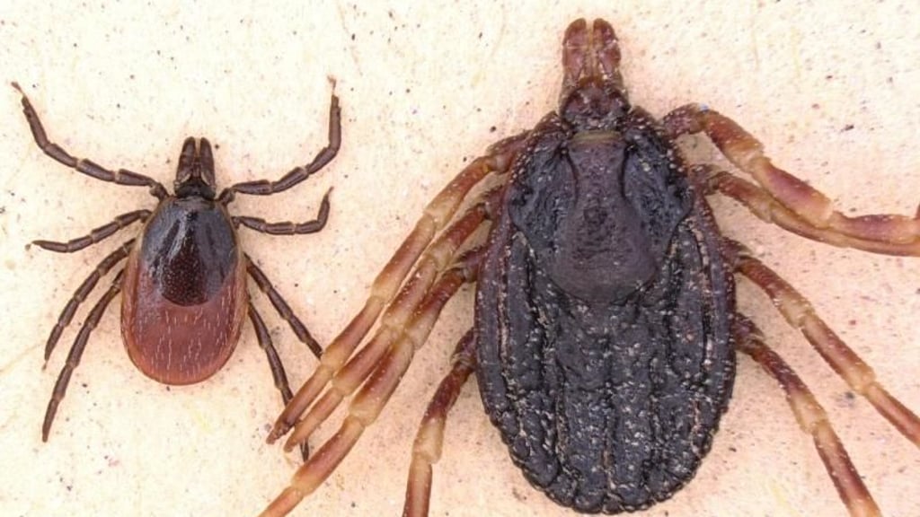 Die Zecke Hyalomma marginatum (r) ist deutlich größer als der Gemeine Holzbock (l, Ixodes ricinus) und kann Zecken-Fleckfieber auf den Menschen übertragen. Foto: