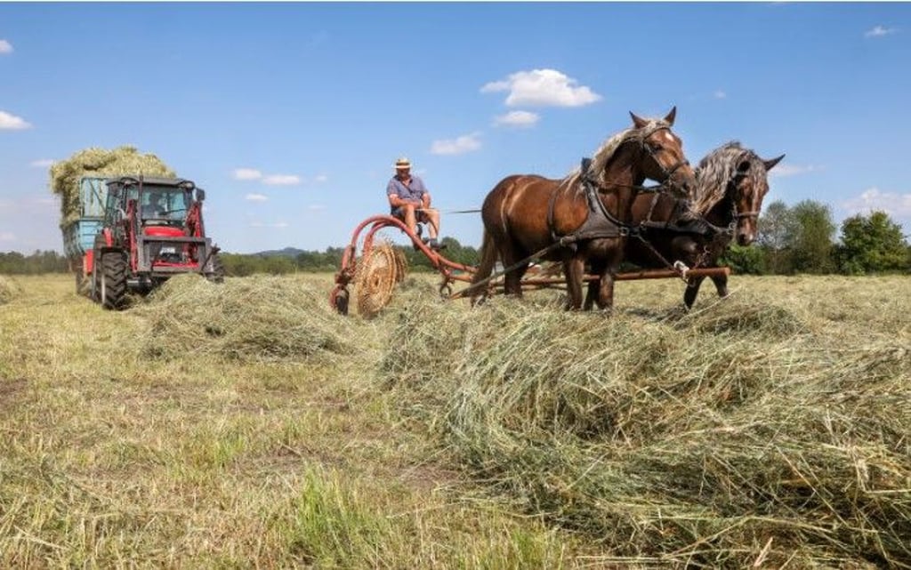 Viele landwirtschaftliche Betriebe in Sachsen-Anhalt haben ein Nachwuchsproblem.