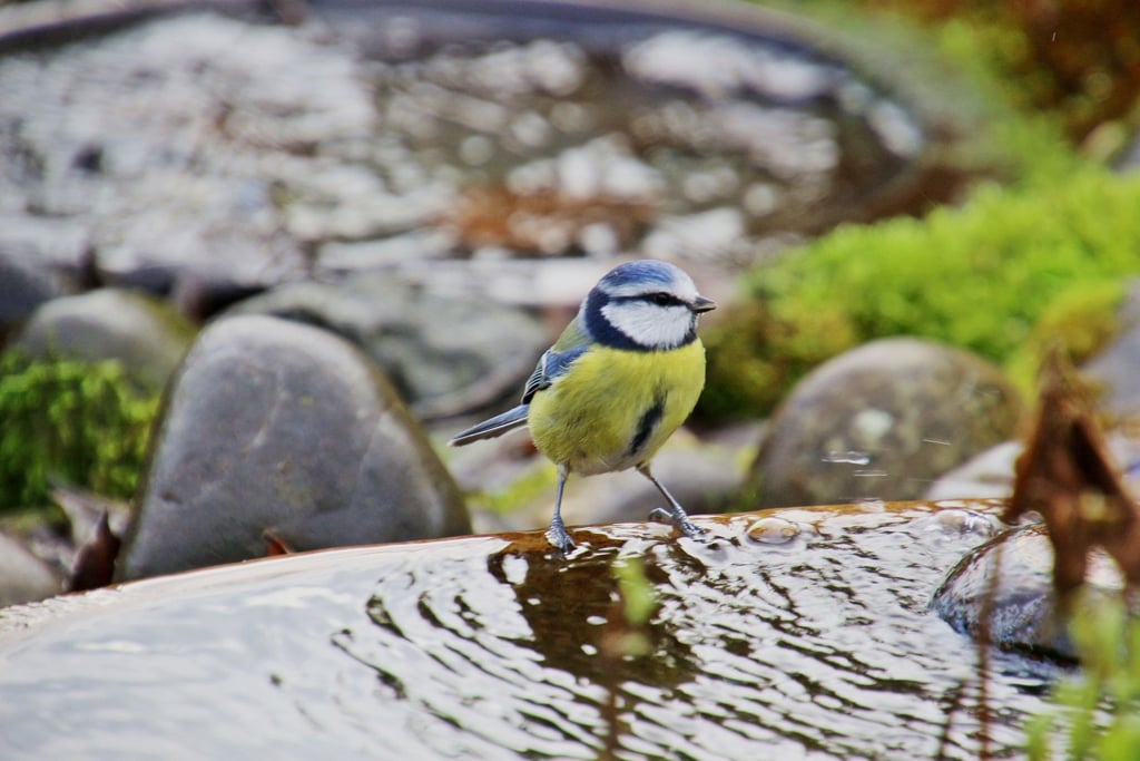 Vögel und andere Tiere brauchen gerade an warmen Tagen eine Wasserstelle zum Trinken und Baden.