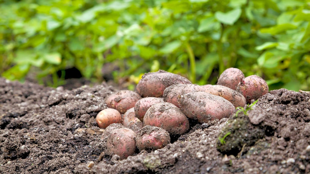 Schon im Juni können die ersten frühen Kartoffelsorten geerntet werden. Grüne Stellen sollten weggeschnitten werden, da diese giftig sind.