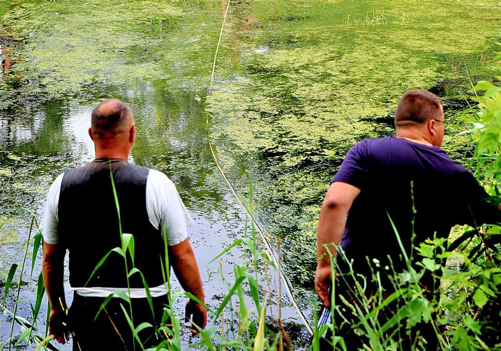 Barbyer Angler reduzieren in Vorbereitung des Volksangeltages am Colphus das „Kraut“ in dem Teich.