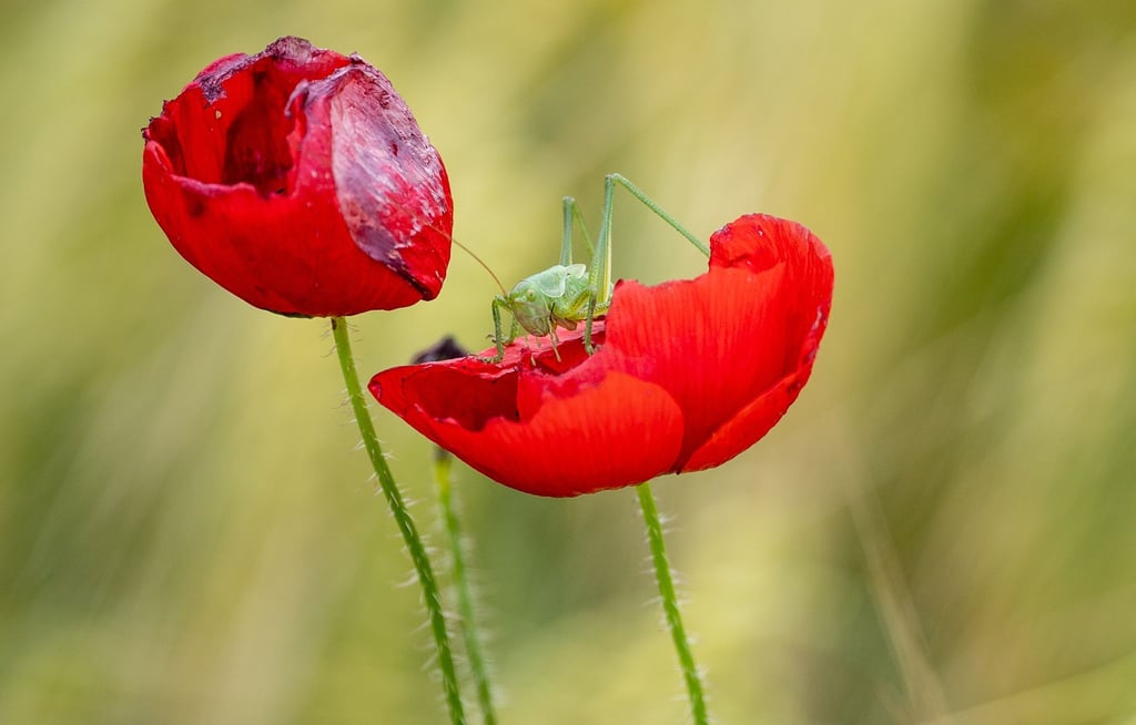Eine Heuschrecke macht es sich auf einem Klatschmohn gemütlich. Viele Heuschrecken- und Fangschreckenarten sind laut einer neuen Roten Liste gefährdet.
