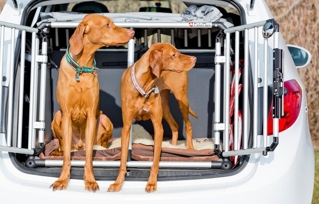 Klar, ein ganzes Rudel Hunde im Kleinwagen, das wird eng. Aber generell ist wegen einem Hund nicht gleich ein extra großes Auto oder ein SUV nötig.