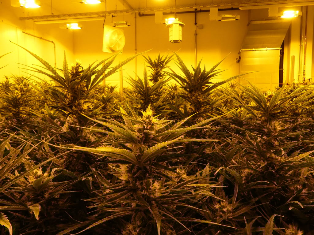 Die Blütenständen enthalten das THC.