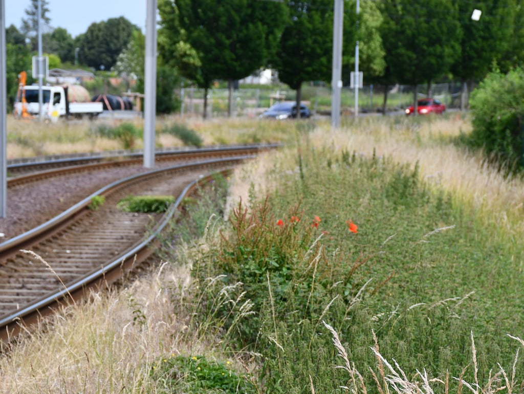 Am Europaring in Magdeburg-Stadtfeld soll ein Radweg gebaut werden.