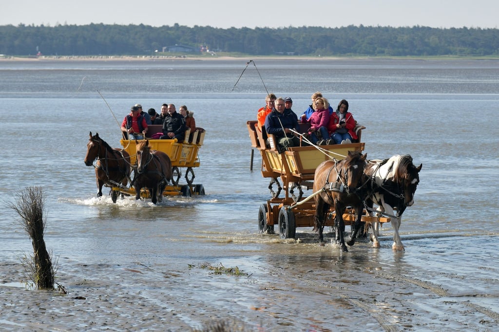 Kutschen fahren durch das Watt zwischen Cuxhaven Duhnen und Neuwerk. Nachdem die alte Strecke unpassierbar wurde, fand man einen neuen Weg durch das Watt zur Insel.