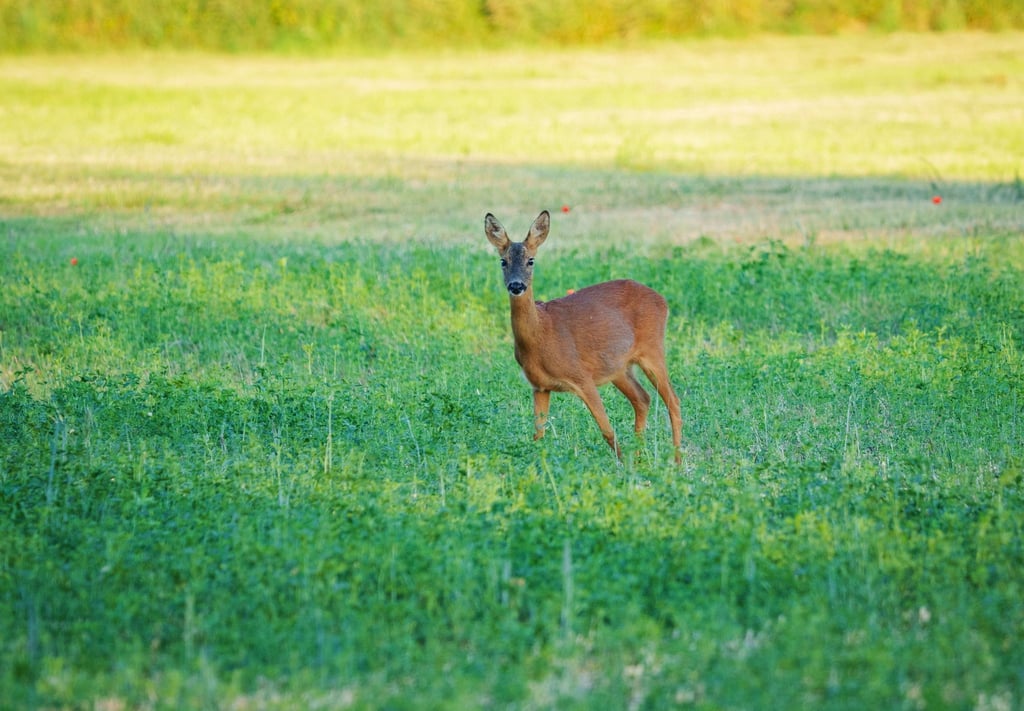 Ein Reh im Naturpark Hoher Fläming (Brandenburg) auf einem Feld am Freitagmorgen.
