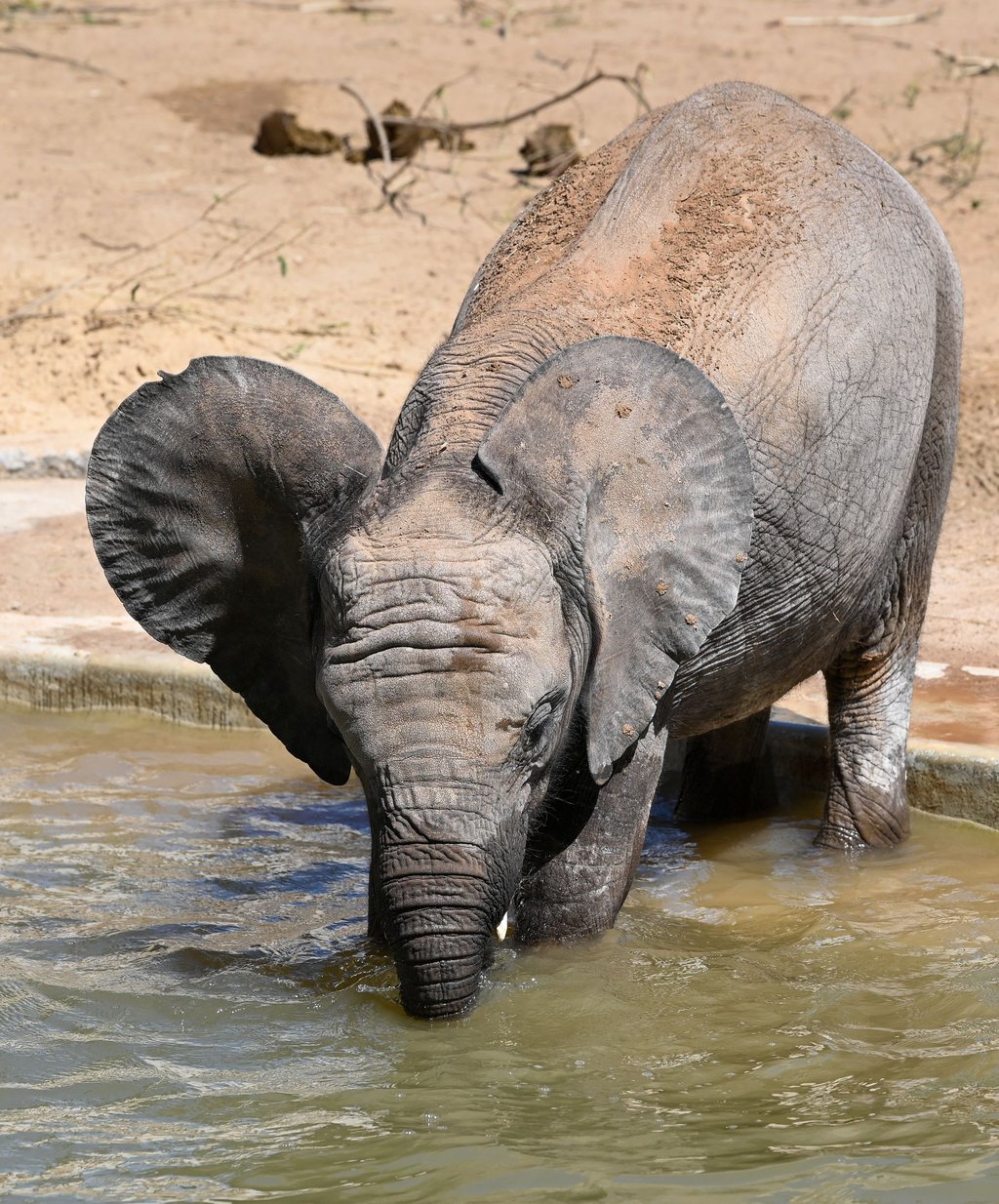 Auch die Elefanten im Bergzoo Halle fühlen sich im Wasser wohl.