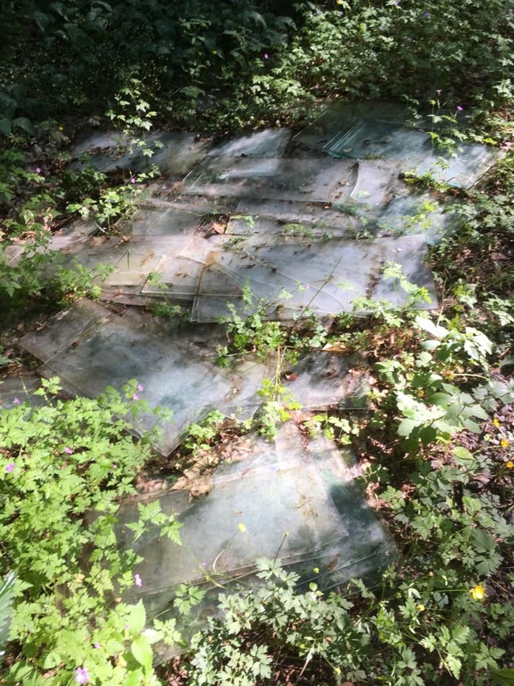 Dies ist nur ein kleiner Teil der vielen Glasplatten, die im Wald nahe Riestedt liegen.