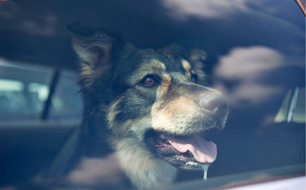 Wird ein Hund eingesperrt zurückgelassen, wird das Auto für ihn schnell zur tödlichen Falle, auch bei 24 Grad. Am Wochenende sollen es 35 werden.