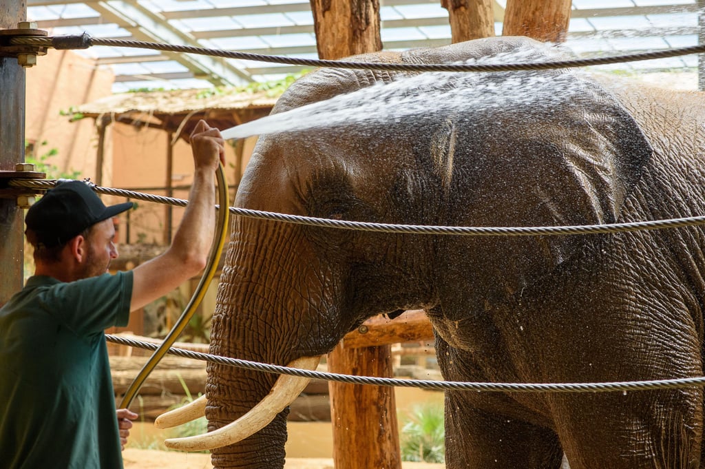 Die Elefanten erhalten frische Wasserbäder und sollen nach Angaben des Zoos in Magdeburg einmal mehr als üblich abgeduscht werden.