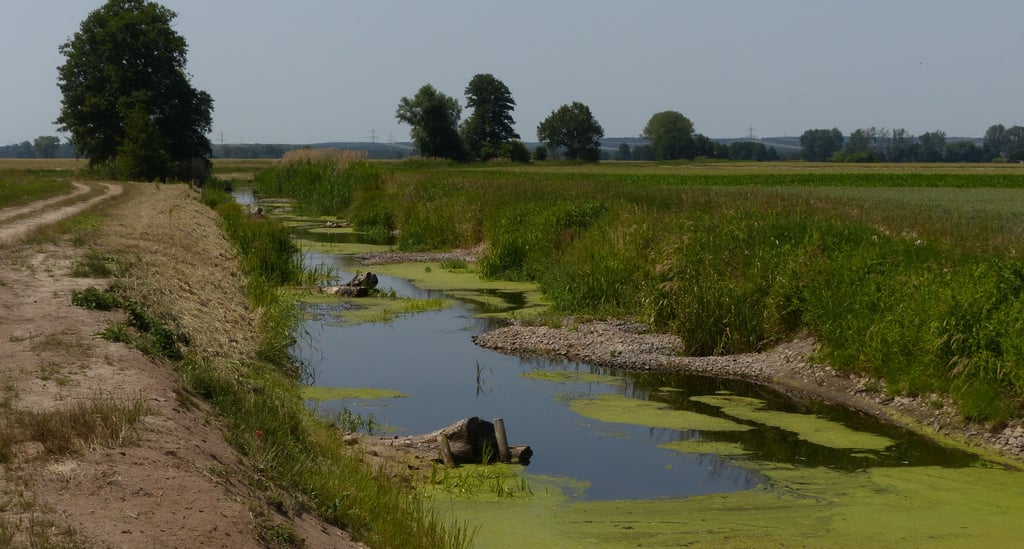 Der Lüderitzer Tanger wurde in den vergangenen Jahren umfangreich renaturiert. Kiesbänke und Totholz bieten Lebensraum und erhöhen die Fließgeschwindigkeit auch wenn wenig Wasser vorhanden ist.