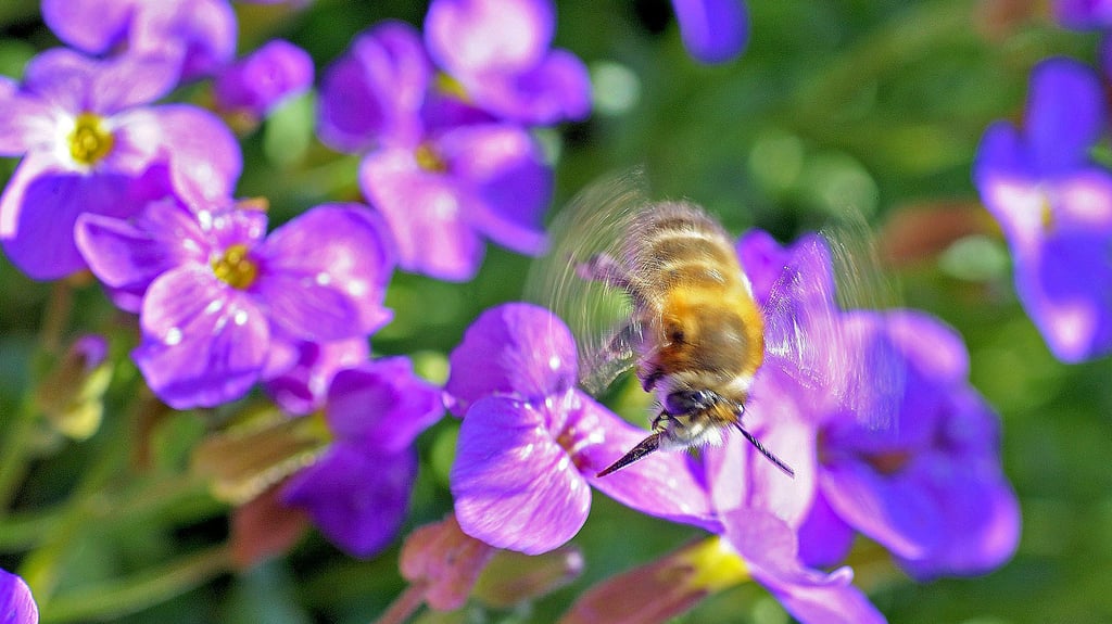 Da dieses Jahr so viele Pflanzen gleichzeitig blühen, haben die Bienen beim Sammeln des Nektars die Qual der Wahl.