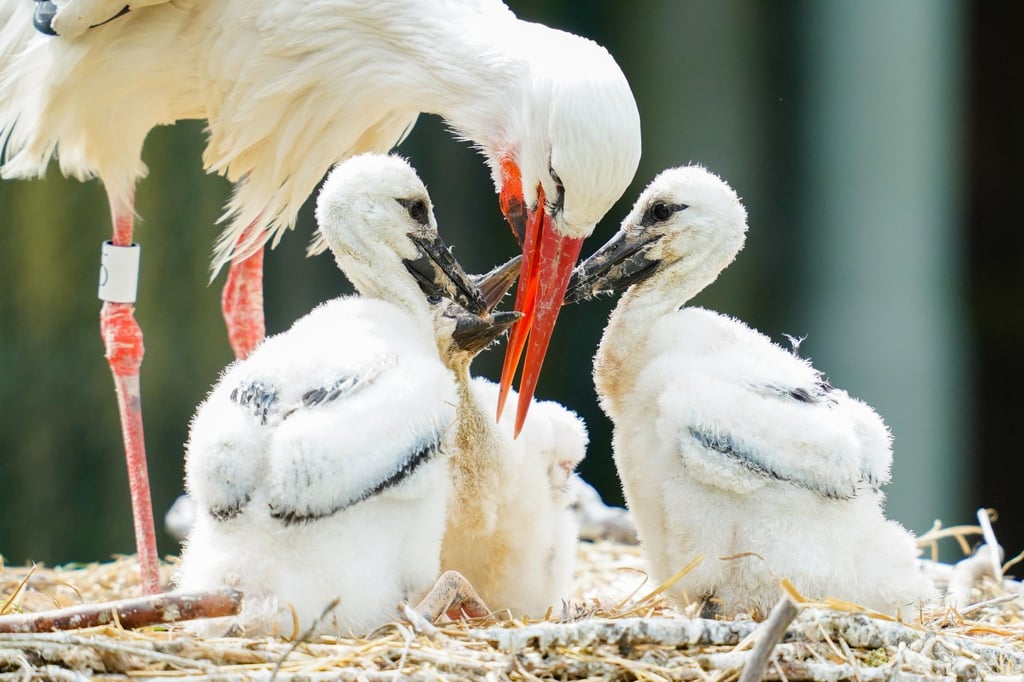Ein Weißstorch kümmert sich um Jungtiere. Bei dieser Vogelart steigen die Brutbestände.