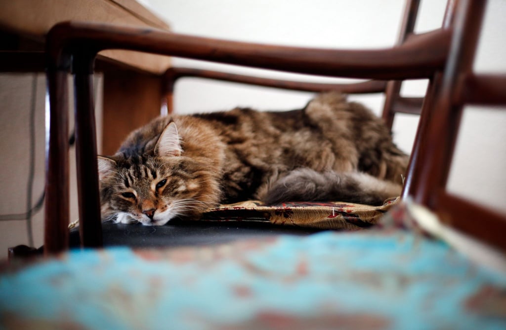 Katzensenioren sollten einen ruhigen, weichen und warmen Platz haben, an dem sie schlafen und an den sie sich zurückziehen können.