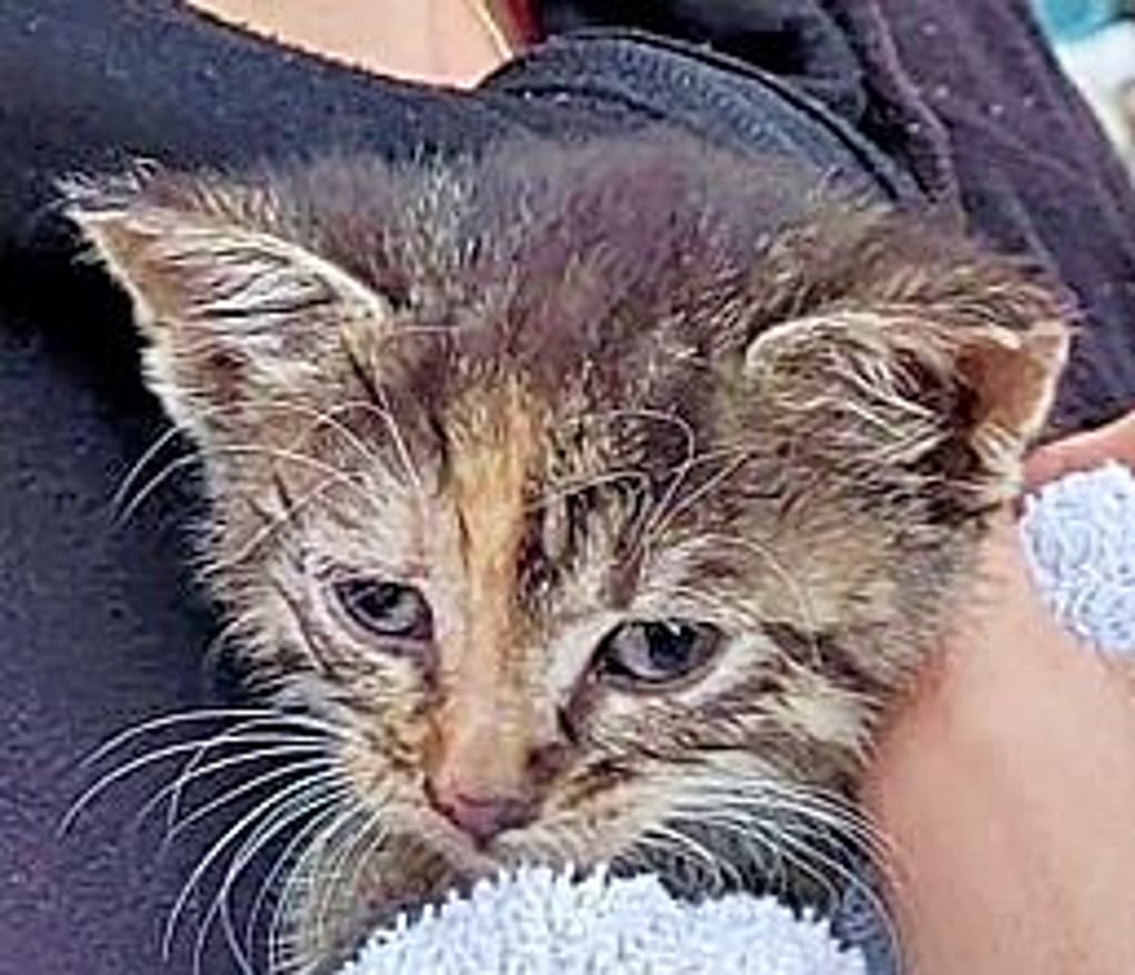 Katze "Lucky" war in Walternienburg in die Kanalisation geraten.
