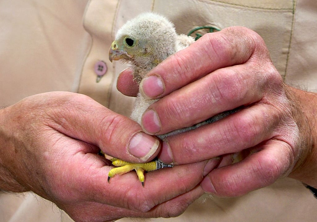 Der kleine Turmfalke ist beringt worden.
