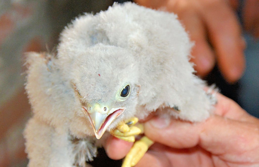 Dieser kleine Turmfalke wurde vor wenigen Wochen im Nistkasten in der Detershagener Dorfkirche ausgebrütet.