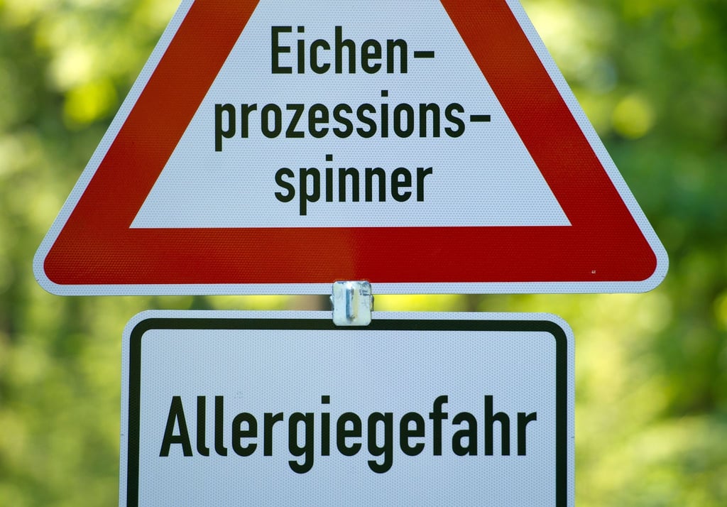 In manchen Wäldern weisen Schilder auf den sich jährlich wiederholenden Befall mit Eichenprozessionsspinnern hin.