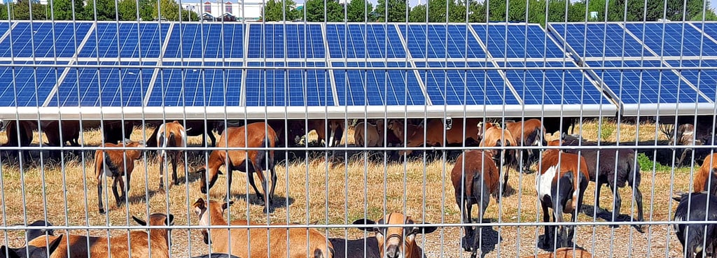 Der Solarpark bei Tagewerben dient Ziegen als Futterplatz.