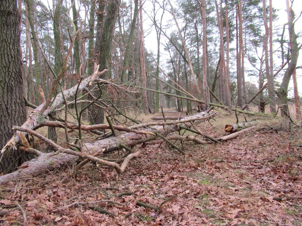 Hitze, Trockenheit und Schädlinge haben ganze Arbeit geleistet: geschädigte Bäume in einem Wald bei Jessen (Kreis Wittenberg). Wälder und Felder leiden unter Hitze- und Trockenstress. Sachsen-Anhalt steht vor dem fünften Dürresommer in Folge.