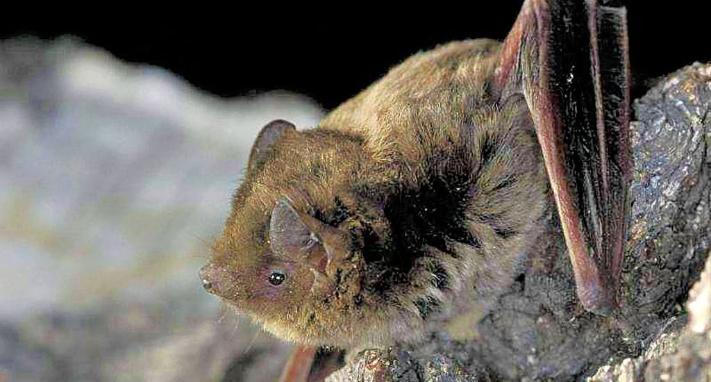 Die Rauhautfledermaus ist eine der verbreitetsten Arten in Havelberg. Sie sucht gerne Schutz in Holzstapeln - worin sie aufgrund ihres braunen Fells und ihrer geringen Größe kaum auffällt.