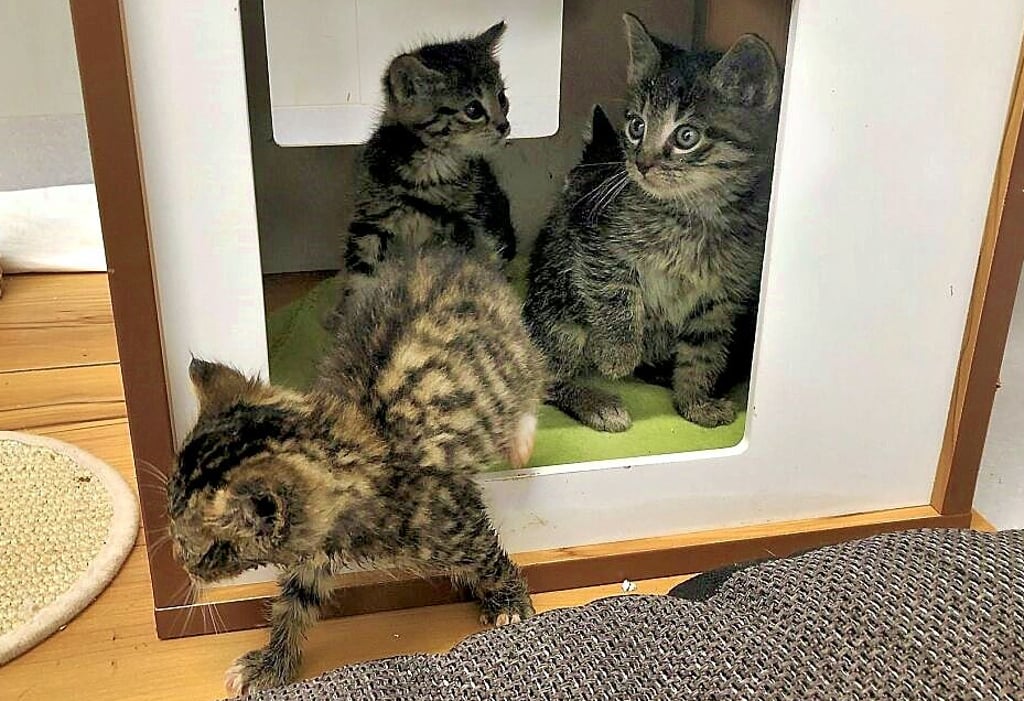 Das Zeitzer Tierheim braucht dringend Futterspenden für die vielen Katzenkinder.