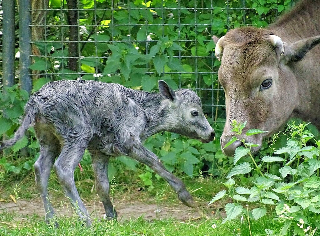 Elfie erkundet ihr Gehege im Dessauer Tierpark. Immer dabei ist natürlich das Muttertier.