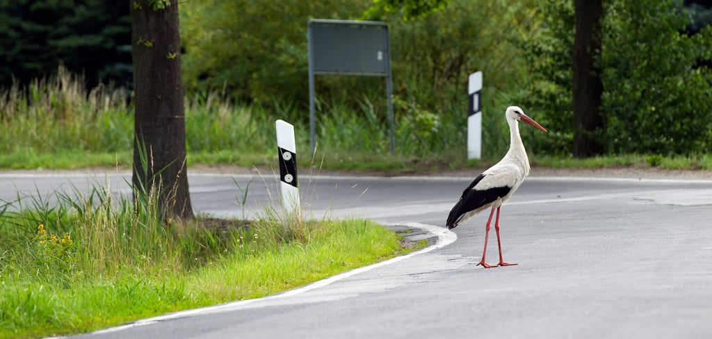 Illustration: Storch überquert eine Straße. Keine gute Idee.