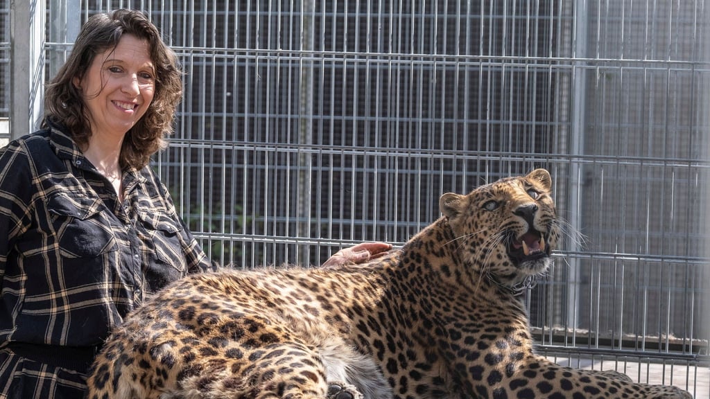 Den Leoparden Troja kennt Birgit Stache seit seiner Geburt. Sein Bruder Paris, der im Nachbargehege lebt, ist schwer erkrankt.