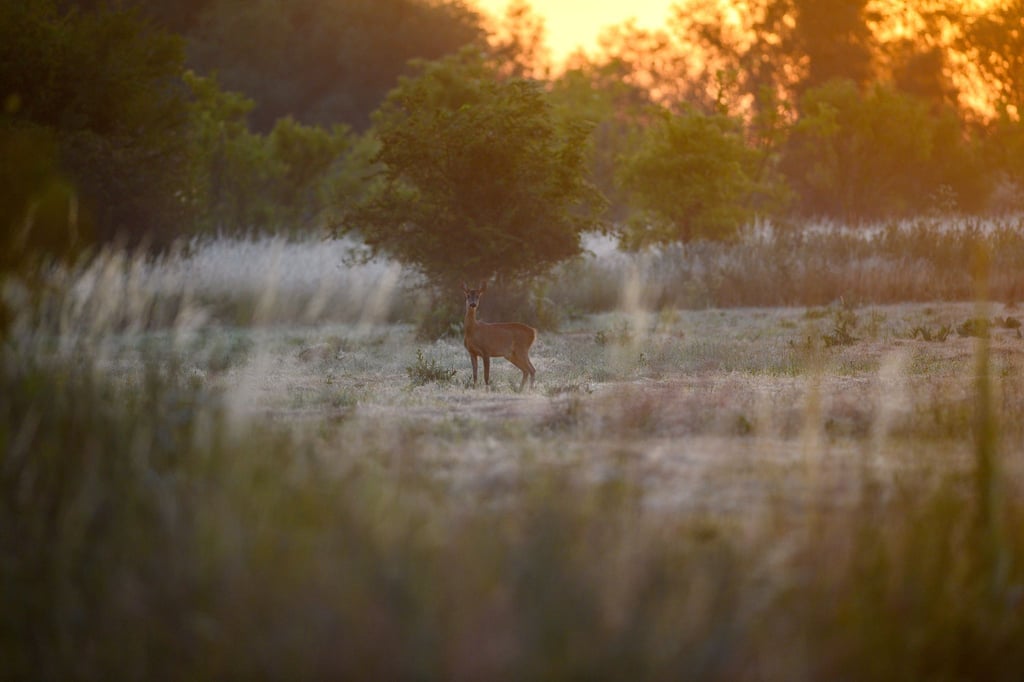 Ein Reh steht bei Sonnenaufgang auf einer Wiese in Sachsen-Anhalt.