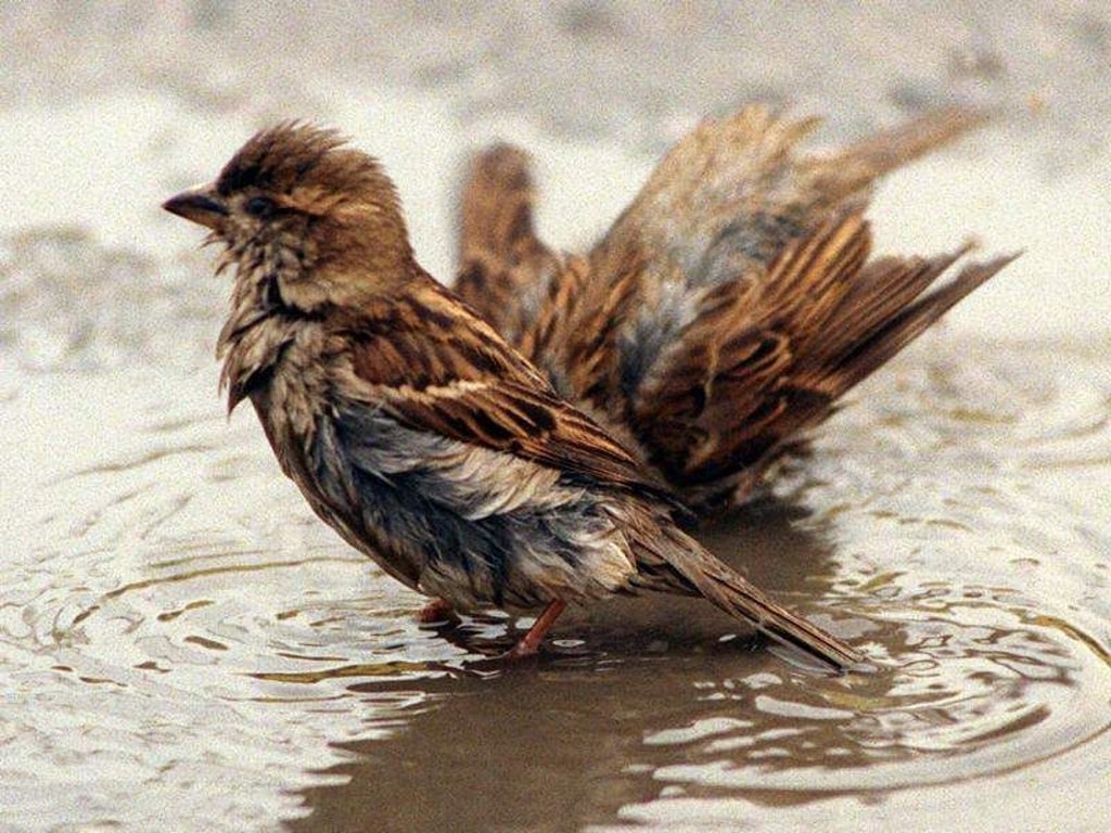 Vögel und andere Wildtiere brauchen im Sommer frisches Wasser zum trinken, baden und abkühlen.