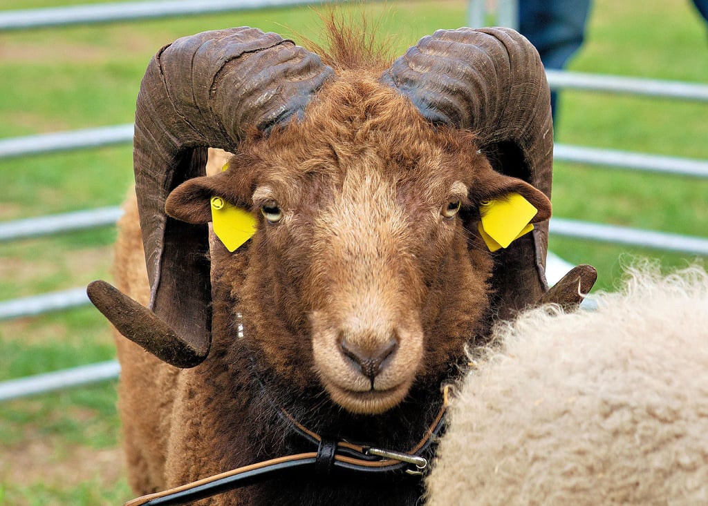 Tierschauen gehören zum großen Landwirtschaftsfest dazu, das am Wochenende in Halberstadt stattfindet.