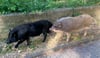 Zwei der streunenden Schweine in Krumpa 