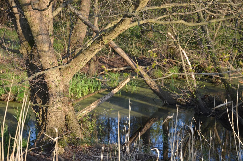 Durch den Schlamm wird es wie hier in der Dornburger Alten Elbe schwierig für die Fische Sauerstoff zu bekommen