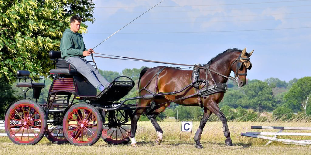 Der amtierende deutsche Meister der U25 Einspänner, Tom Stottmeister, trainiert mit seinem Pferd Cassie für die Jugendmeisterschaften, die im Juli in Bösdorf stattfinden. Er möchte seinen Titel verteidigen.